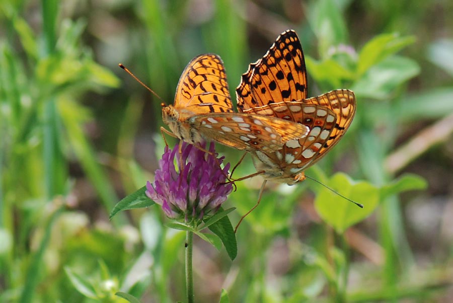 Conferma - Nymphalidae - Argynnis adippe?